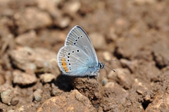 Cyaniris semiargus helena