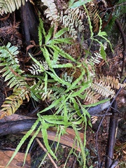 Pteris cretica