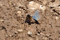 Cyaniris semiargus helena