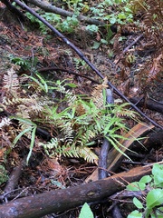 Pteris cretica