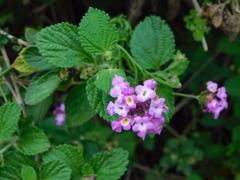 Lantana megapotamica
