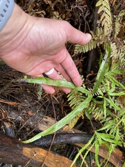 Pteris cretica