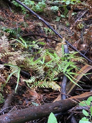 Pteris cretica