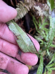 Pteris cretica