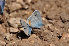 Cyaniris semiargus helena