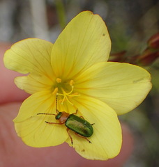 Linum heterostylum