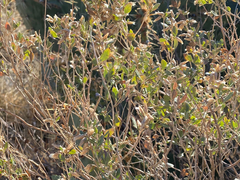 Brickellia baccharidea