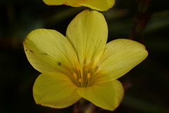 Linum heterostylum
