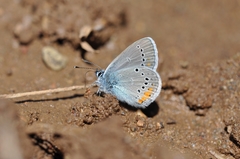 Cyaniris semiargus helena
