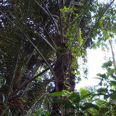 Arenga pinnata