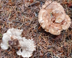 Sarcodon stereosarcinon