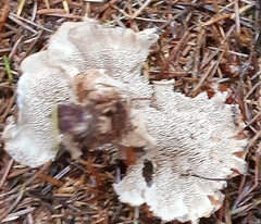 Sarcodon stereosarcinon