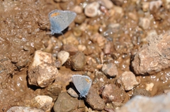 Cyaniris semiargus helena