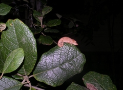 Calumma nasutum