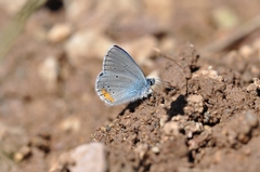 Cyaniris semiargus helena
