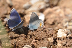 Cyaniris semiargus helena