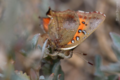 Axiocerses croesus