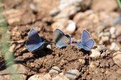 Cyaniris semiargus helena
