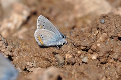 Cyaniris semiargus helena