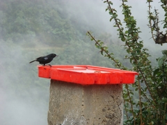 Diglossa lafresnayii