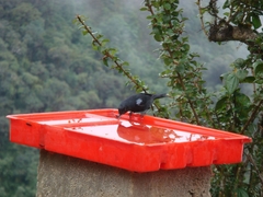 Diglossa lafresnayii