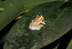 Heterixalus punctatus