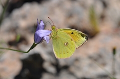 Colias aurorina