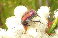 Trichostetha capensis hottentotta