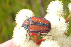 Trichostetha capensis hottentotta