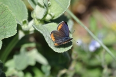 Cyaniris semiargus helena