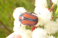 Trichostetha capensis hottentotta