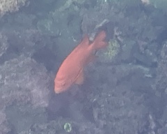 Hypsypops rubicundus