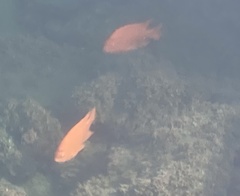 Hypsypops rubicundus