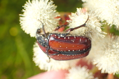 Trichostetha capensis hottentotta