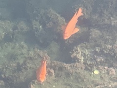 Hypsypops rubicundus