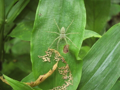 Thaumasia velox