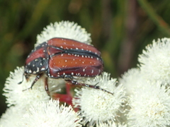 Trichostetha capensis hottentotta