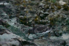 Calidris maritima