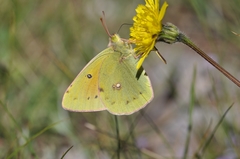Colias aurorina