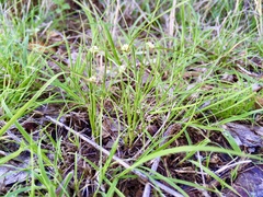 Cyperus seslerioides