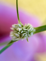 Cyperus seslerioides