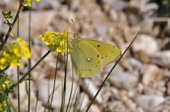 Colias aurorina