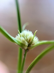 Cyperus seslerioides