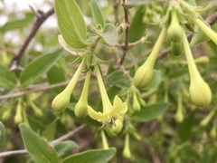 Bouvardia multiflora