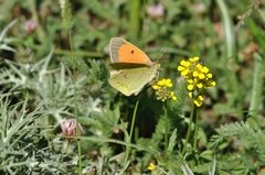 Colias aurorina