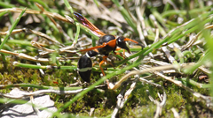 Hypodynerus tuberculatus