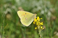 Colias aurorina