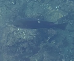 Girella nigricans