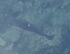 Girella nigricans