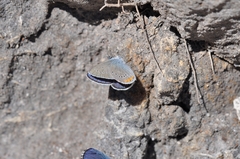 Cyaniris semiargus helena